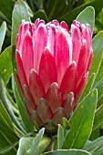 Protea Pink Ice