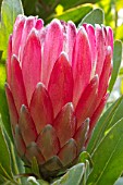 Protea Pink Ice