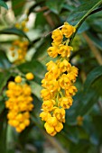 Berberis valdiviana (Chilean barberry)