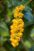 Berberis valdiviana (Chilean barberry)