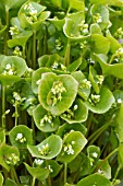 Claytonia perfoliata (Winter purslane)