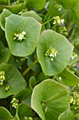 Claytonia perfoliata (Winter purslane)