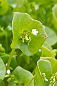 Claytonia perfoliata (Winter purslane)