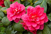 Camellia Seko-No-Yuki