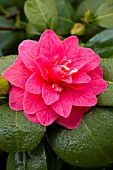 Camellia Seko-No-Yuki