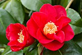 Camellia Jules Verne