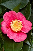 Camellia Higo-a zeki