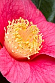 Camellia Higo-a zeki