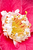 Camellia Dewatairin