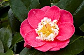 Camellia Dewatairin
