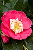 Camellia Dewatairin