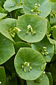 Claytonia perfoliata (Winter purslane)