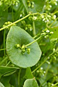 Claytonia perfoliata (Winter purslane)