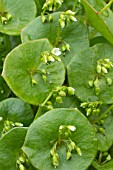 Claytonia perfoliata (Winter purslane)