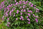 Geranium maderense (Madeira cranesbill)