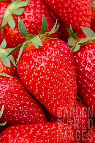 Strawberry_Ronde_Lou_Castet