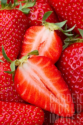 Strawberry_Ronde_Lou_Castet