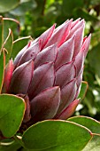 Protea cynaroides (King Protea bud)