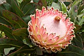 Protea barbigera (Queen Protea)
