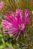 Isopogon formosus