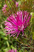 Isopogon formosus