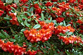 Rhododendron Medusa in bloom in a garden