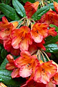 Rhododendron Medusa