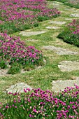 Armeria maritima Splendens in bloom in a garden - Jardin Georges Delaselle, France.