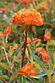 Euphorbia griffithii Fireglow