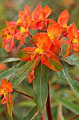 Euphorbia griffithii Fireglow