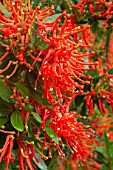 Embothrium coccineum in bloom in a garden