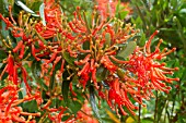 Embothrium coccineum in bloom in a garden