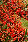 Embothrium coccineum in bloom in a garden