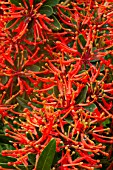 Embothrium coccineum in bloom in a garden