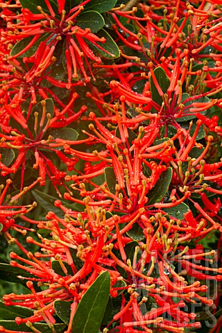 Embothrium_coccineum_in_bloom_in_a_garden