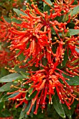 Embothrium coccineum (Chilean fire bush in bloom in a garden)