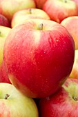 Apple Scifresh (Jazz Apple)