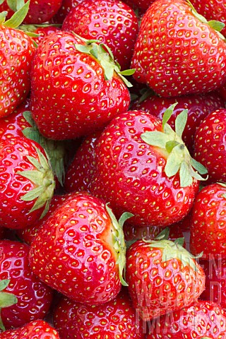 Strawberry_Elsanta
