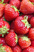 Strawberry Elsanta