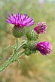 Carduus crispus (Welted thistle)