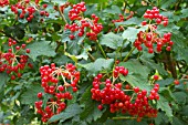 Viburnum opulus Nanum (Dwarf European cranberry bush) in fruit in a garden