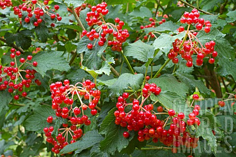 Viburnum_opulus_Nanum_Dwarf_European_cranberry_bush_in_fruit_in_a_garden