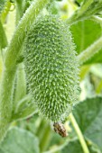 Ecballium elaterium (Squirting cucumber) in fruit in a garden