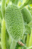 Ecballium elaterium (Squirting cucumber) in fruit in a garden