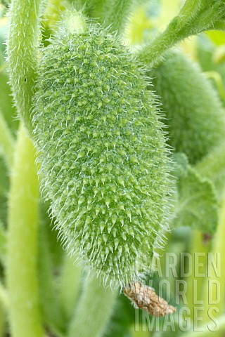 Ecballium_elaterium_Squirting_cucumber_in_fruit_in_a_garden