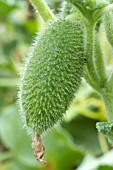 Ecballium elaterium (Squirting cucumber) in fruit in a garden