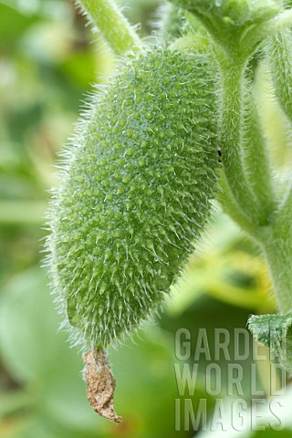 Ecballium_elaterium_Squirting_cucumber_in_fruit_in_a_garden