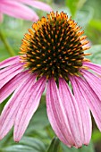 Echinacea purpurea (Purple coneflower) in bloom