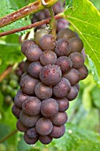 Vitis vinifera Pinot Gris