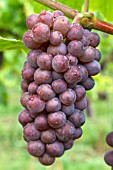 Vitis vinifera Pinot Gris